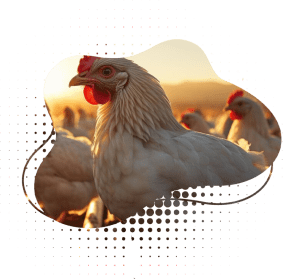 Poultery-Branch Office Connectivity in India